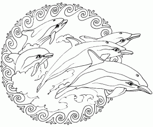 Mandala dauphins